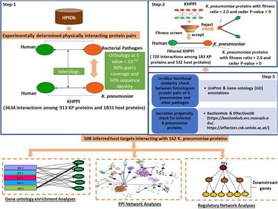 Frontiers | A Molecular Interaction Map Of Klebsiella Pneumoniae And ...